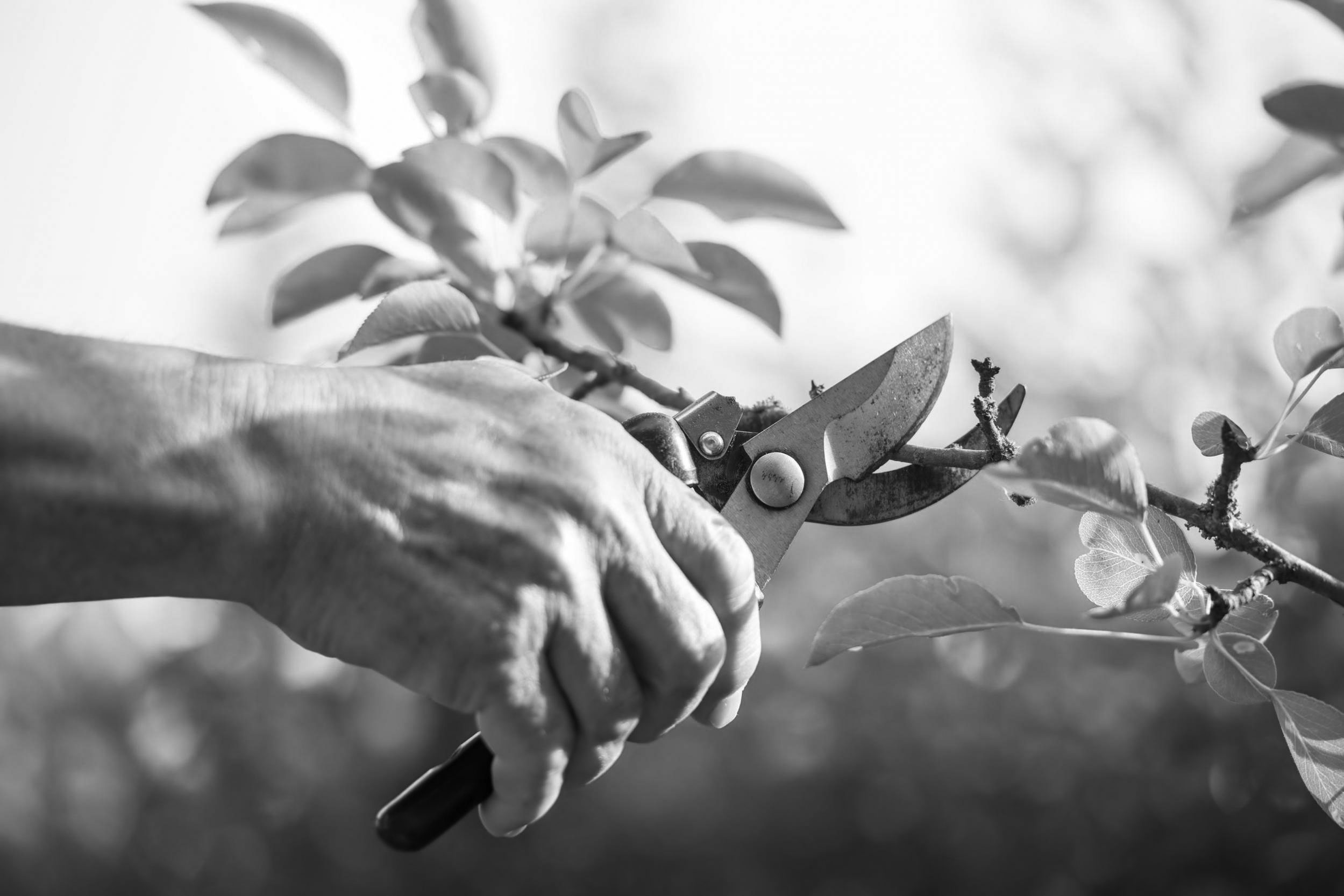 news CATSO entretien de jardin tonte pelouse taille de haie désherbage