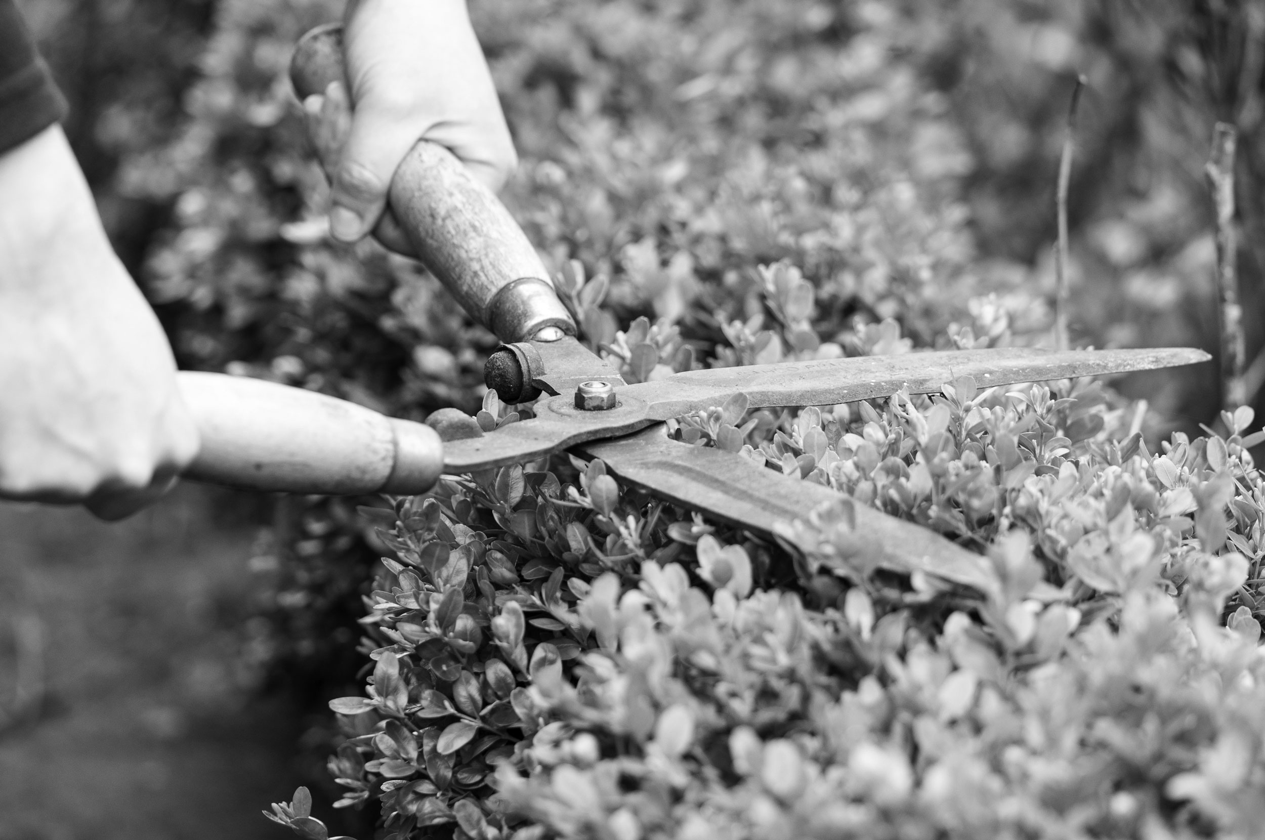 entretien de jardin tonte pelouse taille de haie désherbage