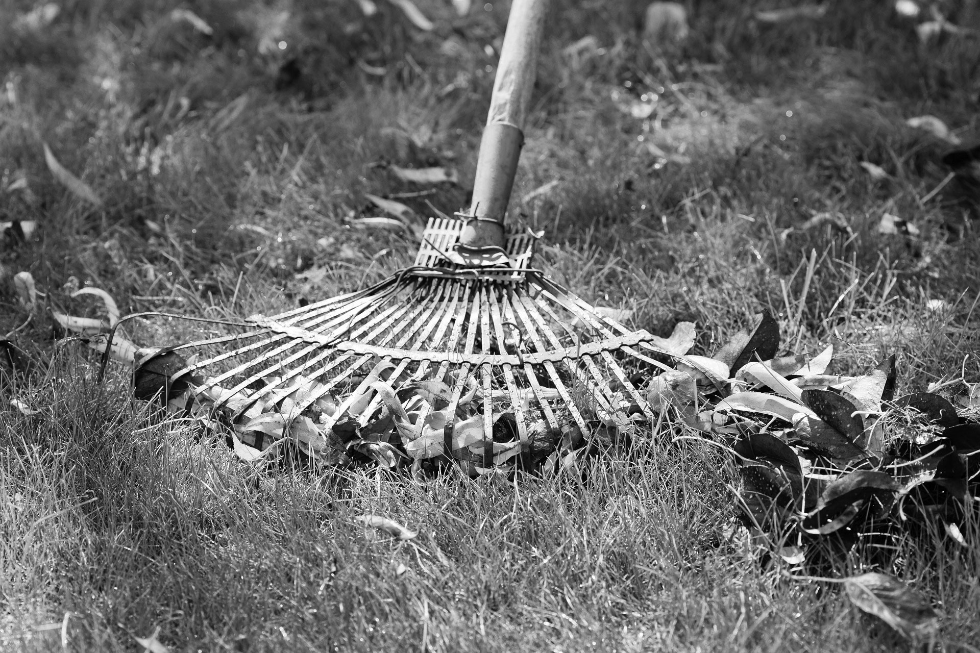 entretien de jardin tonte pelouse taille de haie désherbage